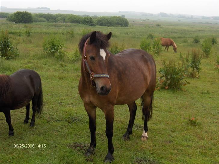 New Forest buller (SOLGT) billede 11