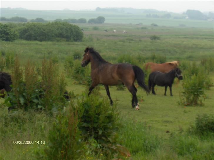 New Forest buller (SOLGT) billede 12