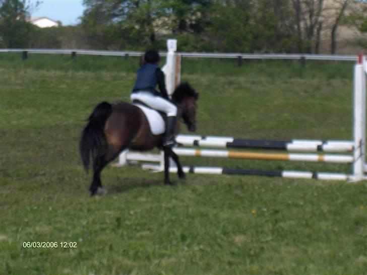 New Forest buller (SOLGT) billede 13