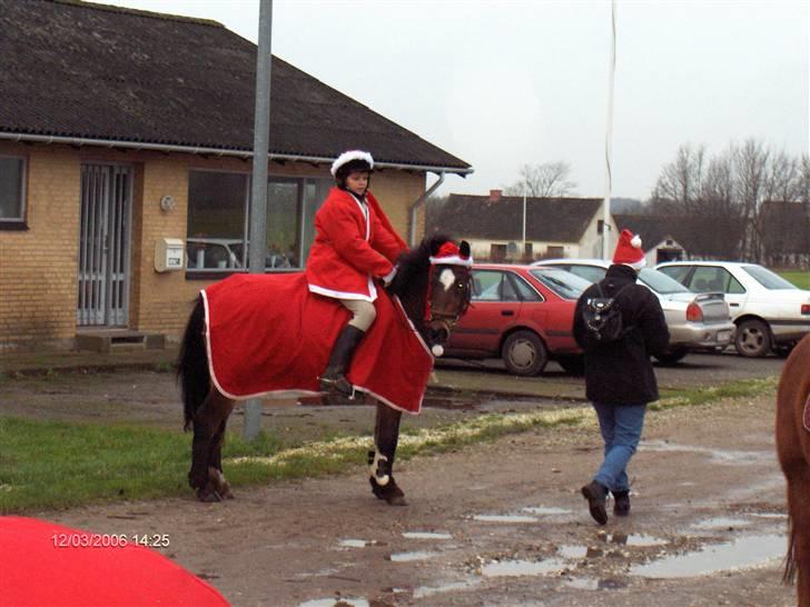 New Forest buller (SOLGT) billede 14