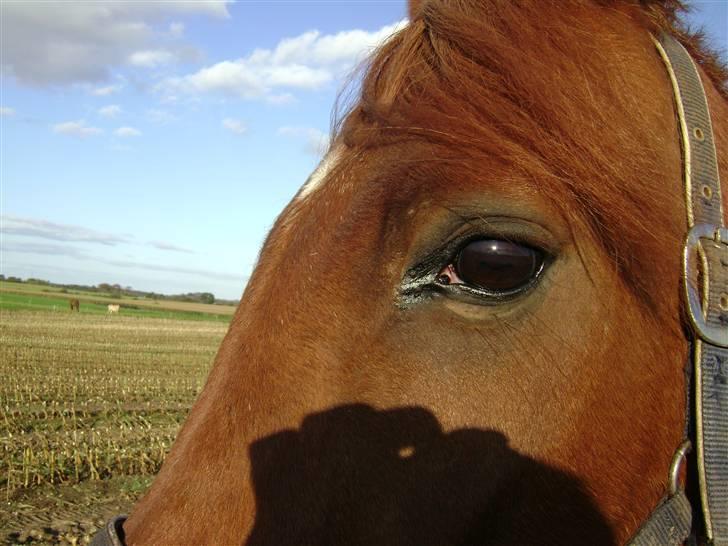 Anden særlig race Picasso - smukt øje (: billede 14