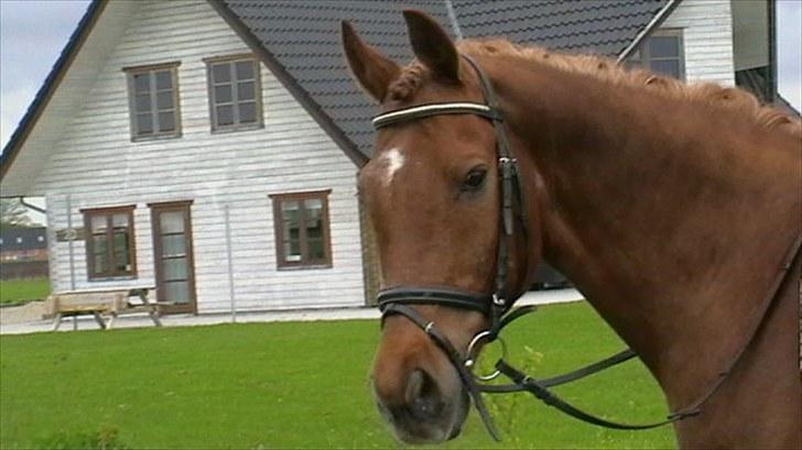 Anden særlig race Picasso - mine skønne hest! <333 billede 15