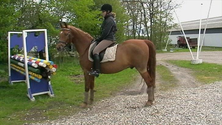 Anden særlig race Picasso billede 16