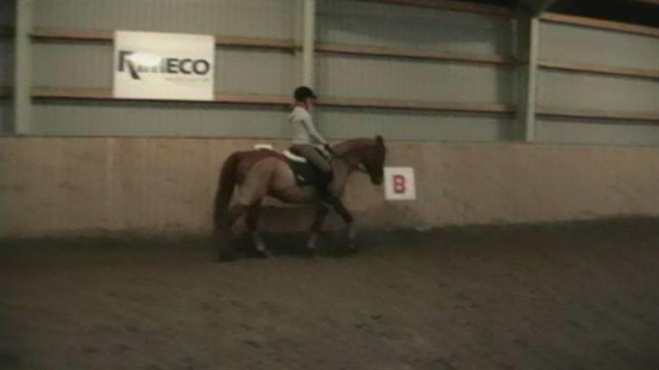 Anden særlig race Picasso billede 19