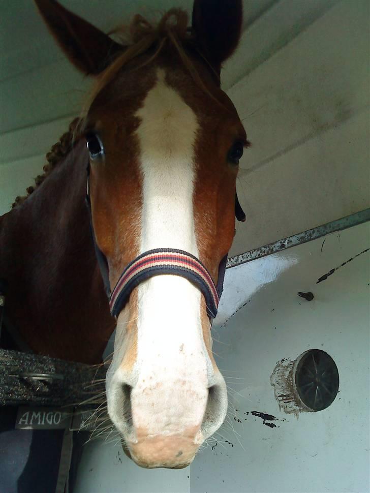 Anden særlig race Cabbano Sunlight*givet bort<3* - halløj! lige kommet hjem efter træning billede 2