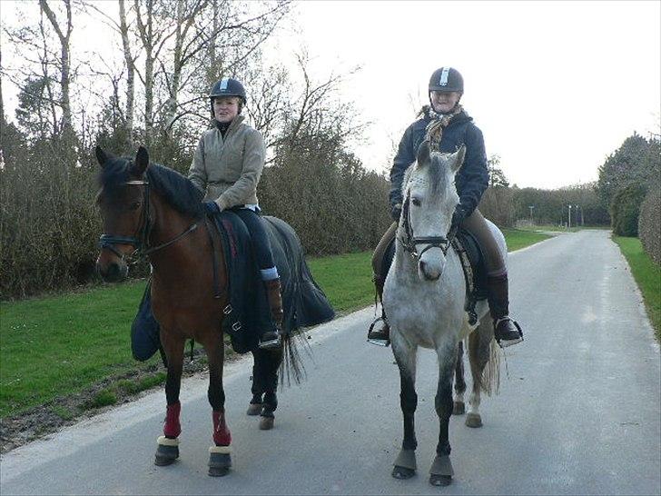 Trakehner Risdalens Rollo  - Mig og Rollo sammen med Cille og Moonlight billede 18
