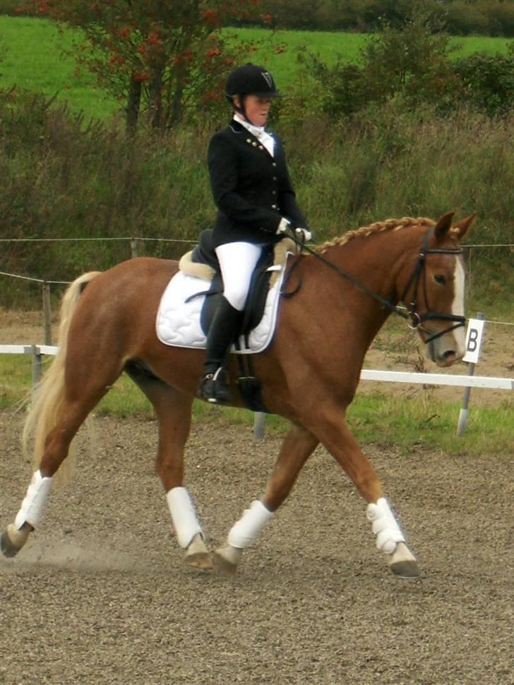 Anden særlig race Cabbano Sunlight*givet bort<3* - skråt igennem. vi fik 8 i karakter for denne. blev nr 3 med 65,83% billede 3