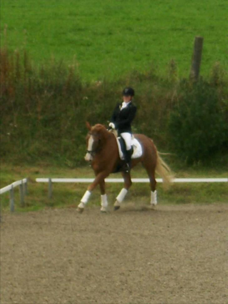 Anden særlig race Cabbano Sunlight*givet bort<3* - fin stil:D vores 4 stævne billede 4