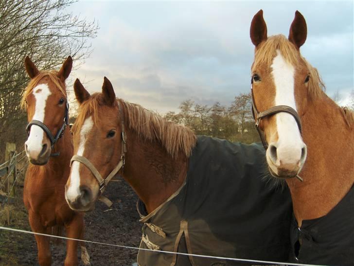 Anden særlig race Cabbano Sunlight*givet bort<3* - rufus, sammen med moonlight og sunshine billede 6