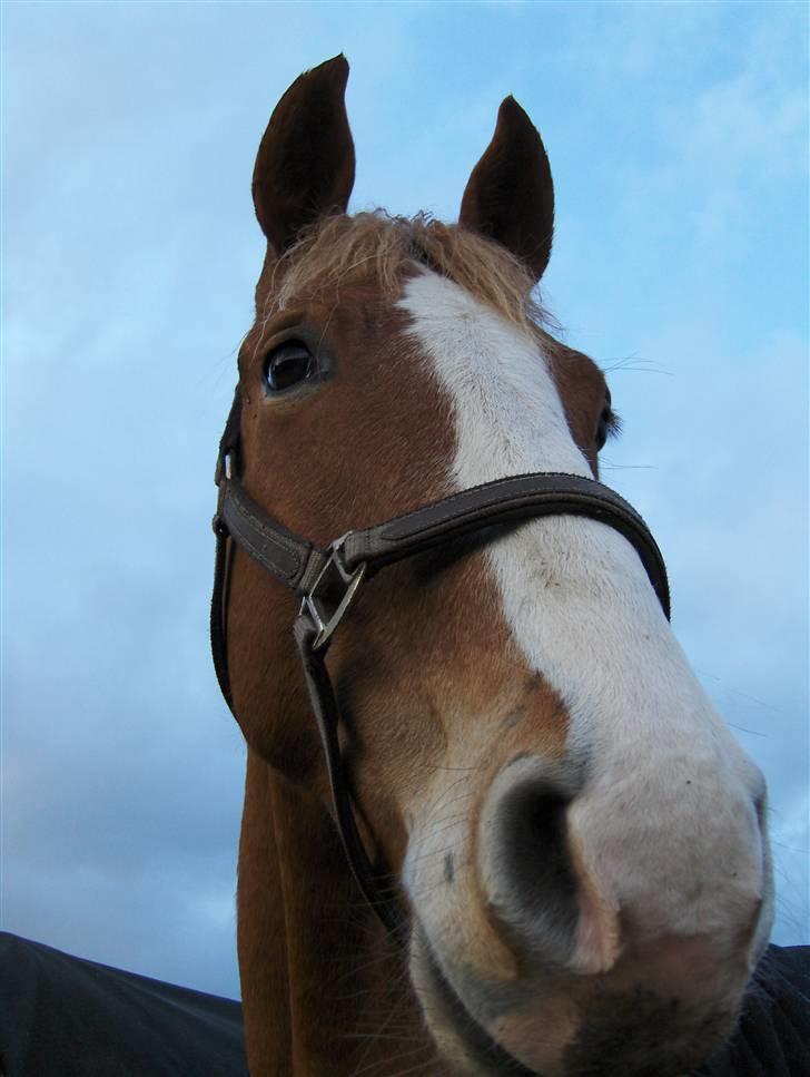 Anden særlig race Cabbano Sunlight*givet bort<3* - velkommen til rufus profil<3 billede 7