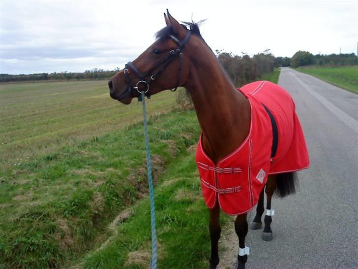 Pinto Chevál Tobiano *solgt* billede 12