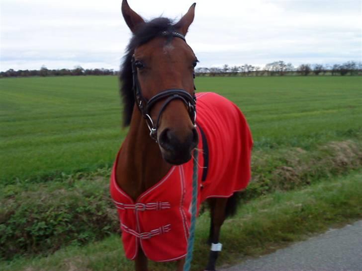 Pinto Chevál Tobiano *solgt* billede 13