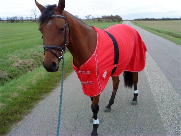 Pinto Chevál Tobiano *solgt* billede 14