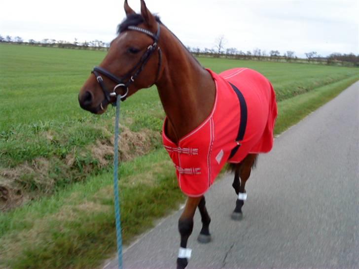 Pinto Chevál Tobiano *solgt* billede 15