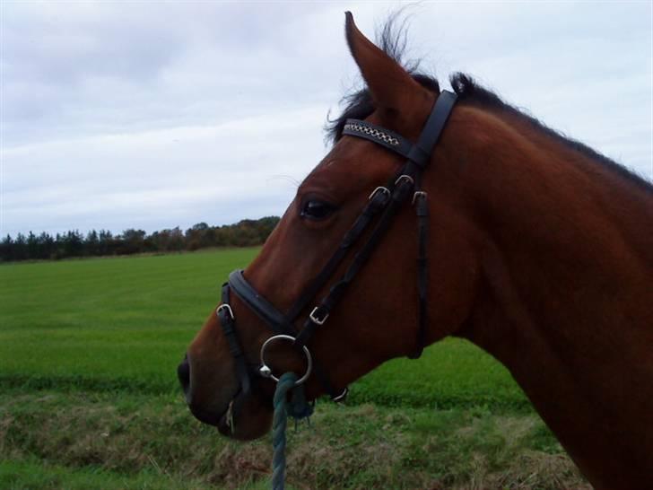 Pinto Chevál Tobiano *solgt* billede 16