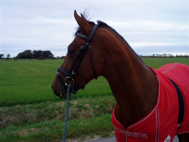 Pinto Chevál Tobiano *solgt* billede 17