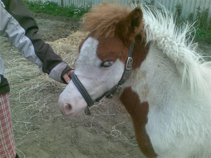 Anden særlig race Blue Eye´s - nyyt :)  billede 9