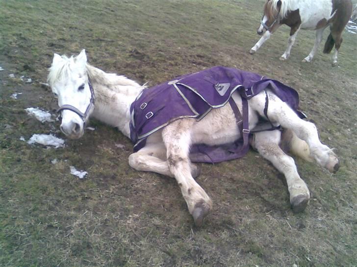Anden særlig race Cutie Girl - Nøøj hvor jeg tudet da hun lå der :( - Selvom det bare var lidt afslapning på folden - Men se hendes bagben´? :´(  billede 10