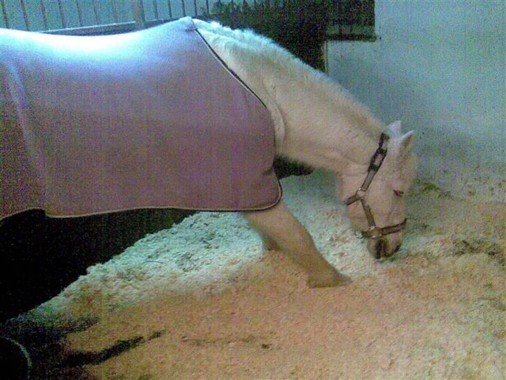 Anden særlig race Cutie Girl - Lille Cutie da dyrelægen havde væretd er var hun mega bedøvet det lille stakkel :´)  billede 12