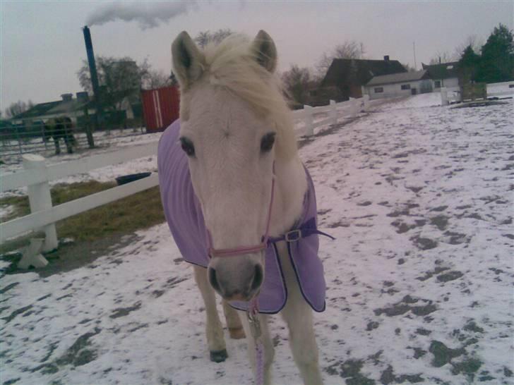 Anden særlig race Cutie Girl - Trænede HMS med hendes nye HMS grime <3:D  billede 14