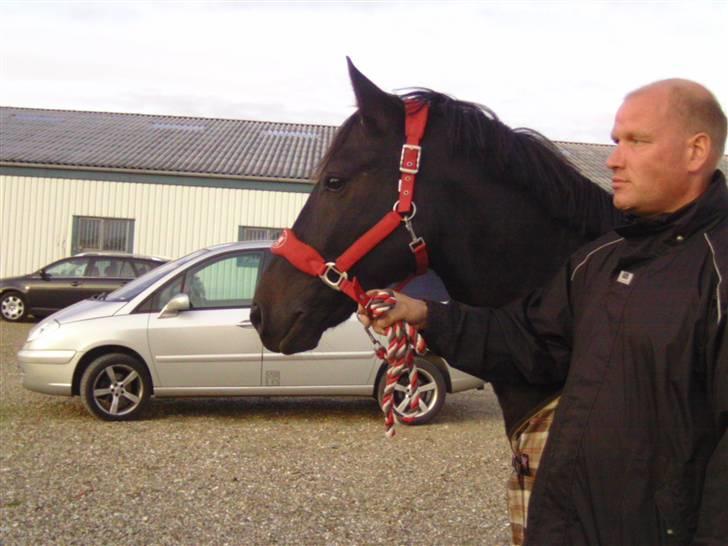 Welsh Cob (sec D) Tecno the Winner - SOLGT! - Nøj, en flot hest der går der!! billede 5