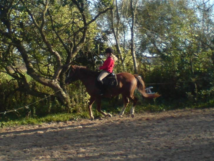 Anden særlig race Galant " SOLGT " billede 17