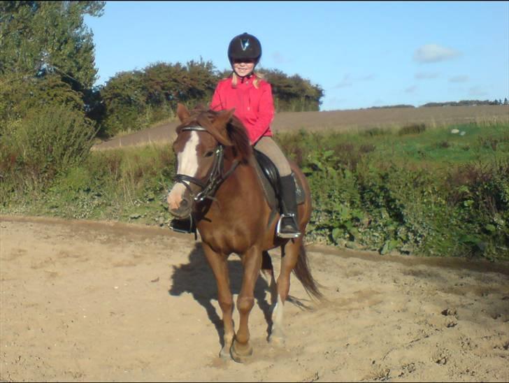 Anden særlig race Galant " SOLGT " billede 18