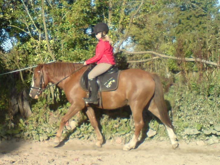 Anden særlig race Galant " SOLGT " billede 19
