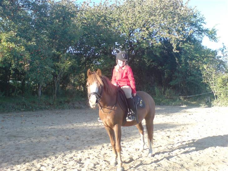 Anden særlig race Galant " SOLGT " billede 20