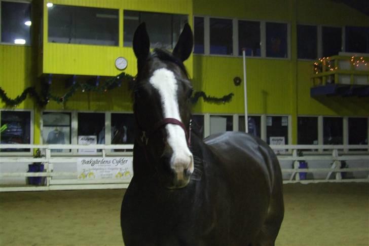 Dansk Varmblod Le´ Quick - Løs i ridehuset billede 14