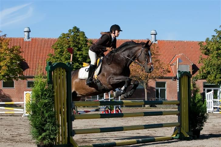 Dansk Varmblod Le´ Quick billede 15