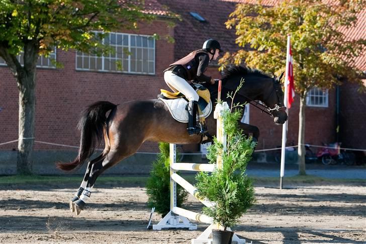 Dansk Varmblod Le´ Quick billede 16