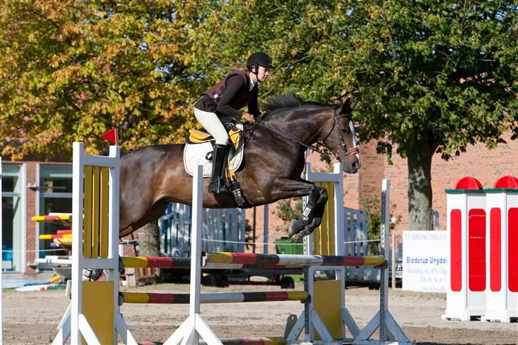 Dansk Varmblod Le´ Quick billede 17