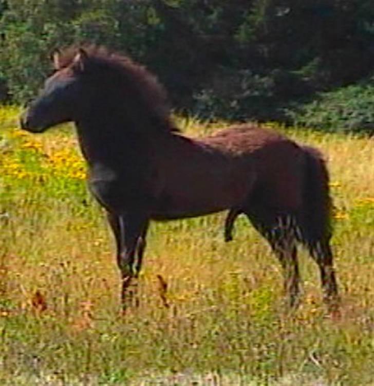 Islænder Bláus fra Belkanto *Solgt* billede 10