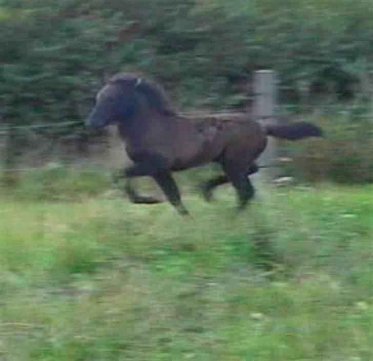Islænder Bláus fra Belkanto *Solgt* billede 11