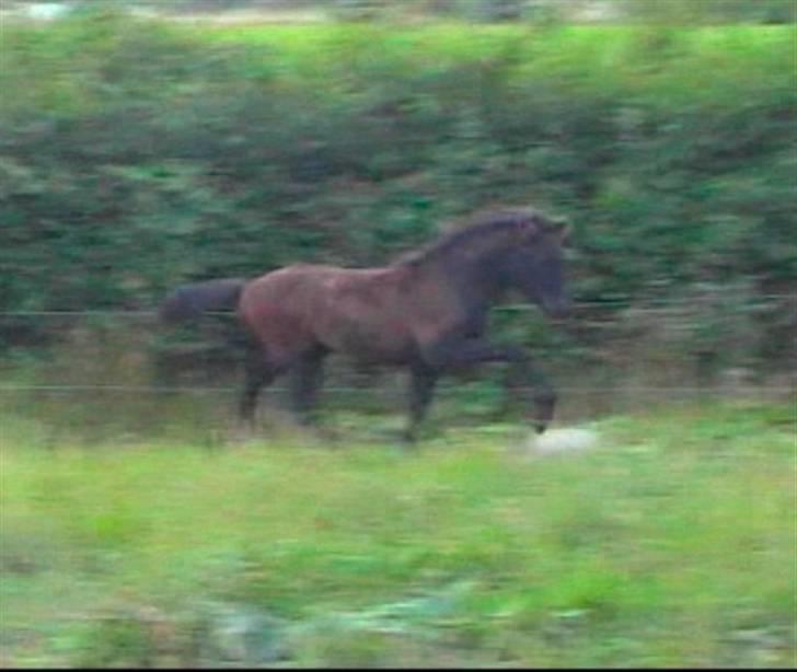 Islænder Bláus fra Belkanto *Solgt* billede 12