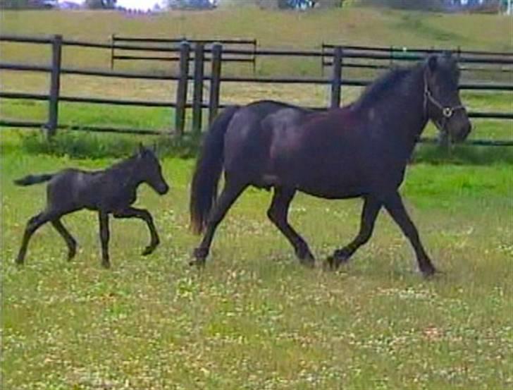 Islænder Bláus fra Belkanto *Solgt* billede 13