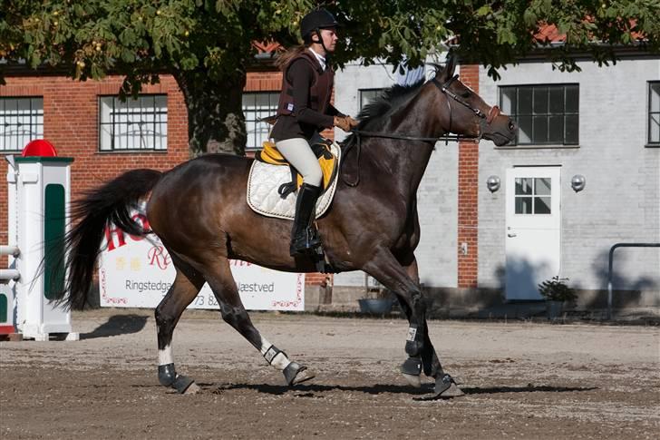 Dansk Varmblod Le´ Quick billede 18