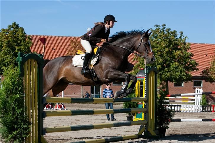 Dansk Varmblod Le´ Quick billede 19