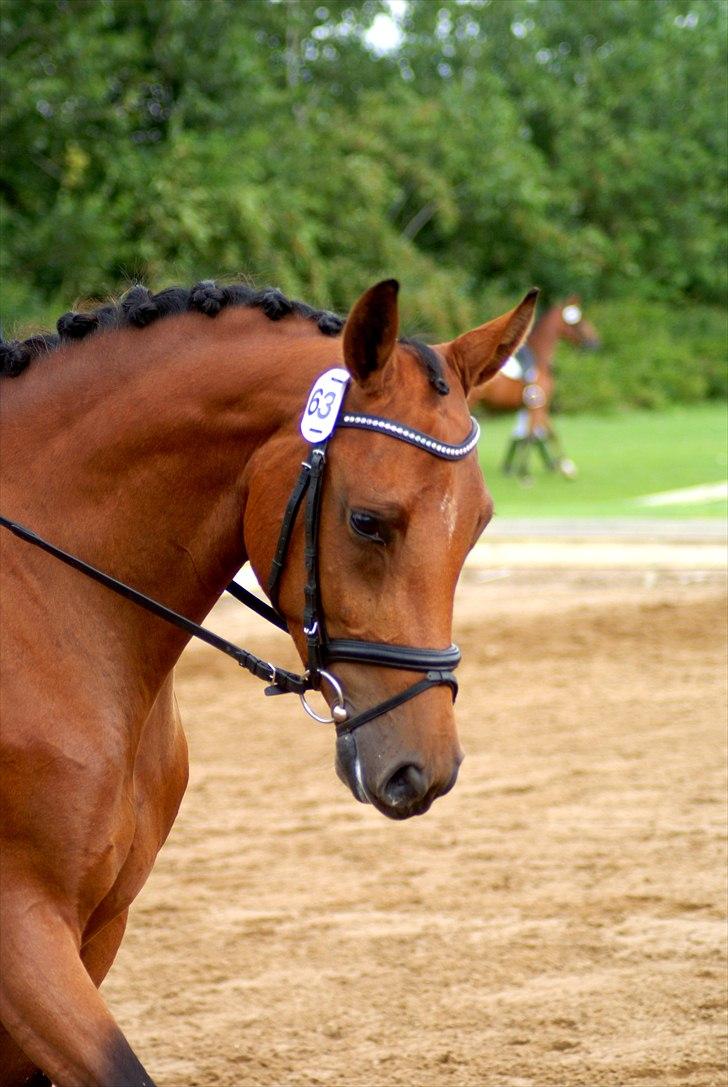 Dansk Varmblod Holstegårds Picachia  - Kåring - August - 2010 billede 2