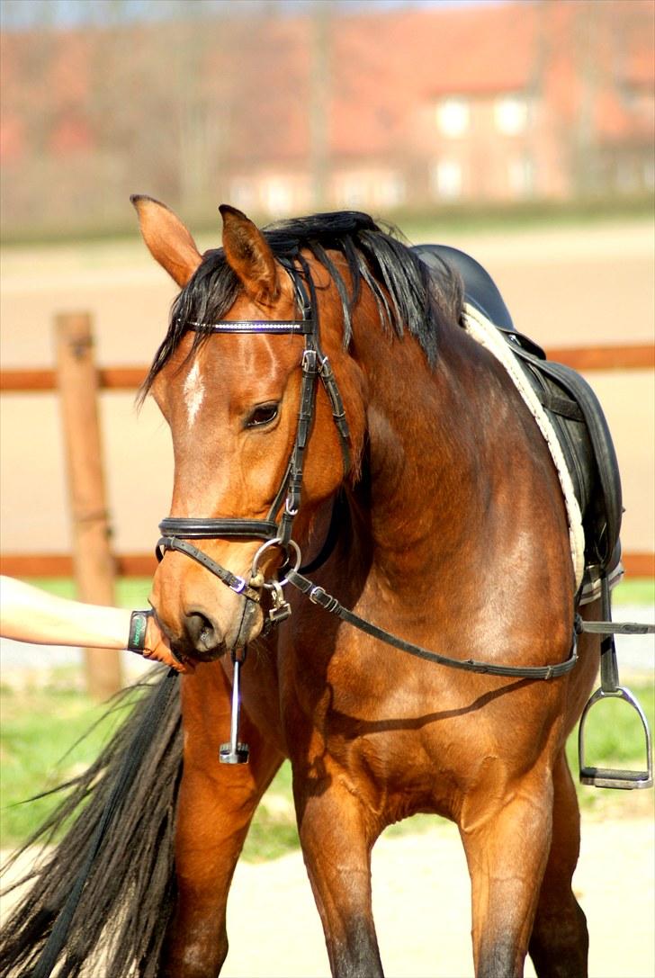 Dansk Varmblod Holstegårds Picachia  - Pippa - April 2010 - Tilridning billede 3