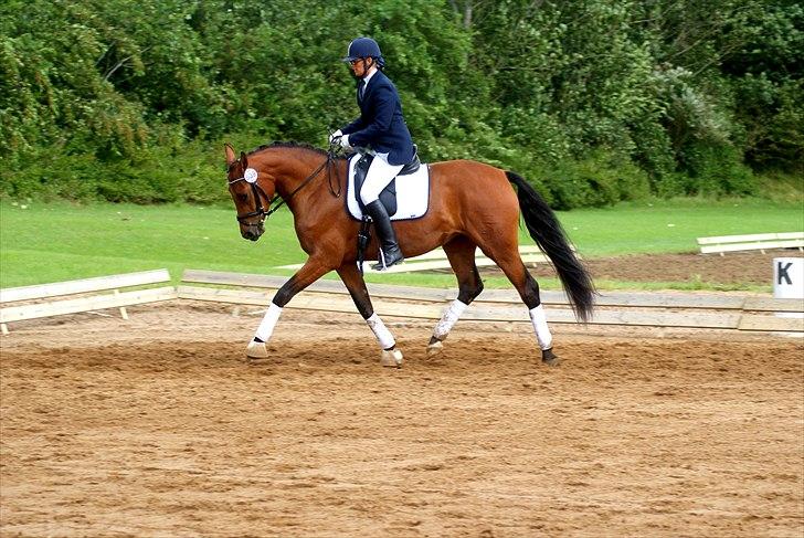 Dansk Varmblod Holstegårds Picachia  - Kåring - Ikast 2010 billede 10