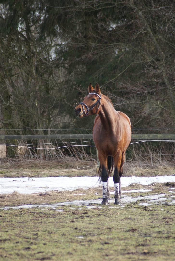 Dansk Varmblod Holstegårds Picachia  - Pippa på fold - Feb 2010 billede 5