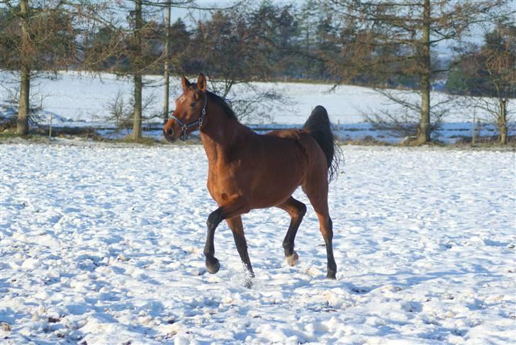 Dansk Varmblod Holstegårds Picachia  - Pippa - December´09 - På fold i vintervejret, i flot trav <3 billede 7