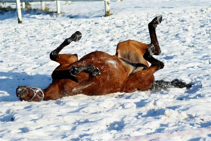 Dansk Varmblod Holstegårds Picachia  - Pippa - December´09 - Nyder sneen! billede 8