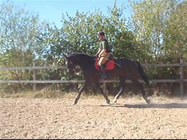 Dansk Varmblod Amazing Magic billede 10