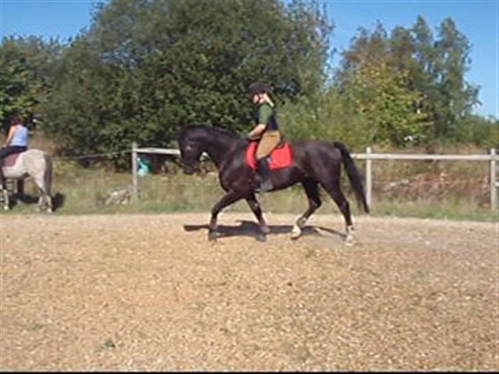 Dansk Varmblod Amazing Magic billede 11