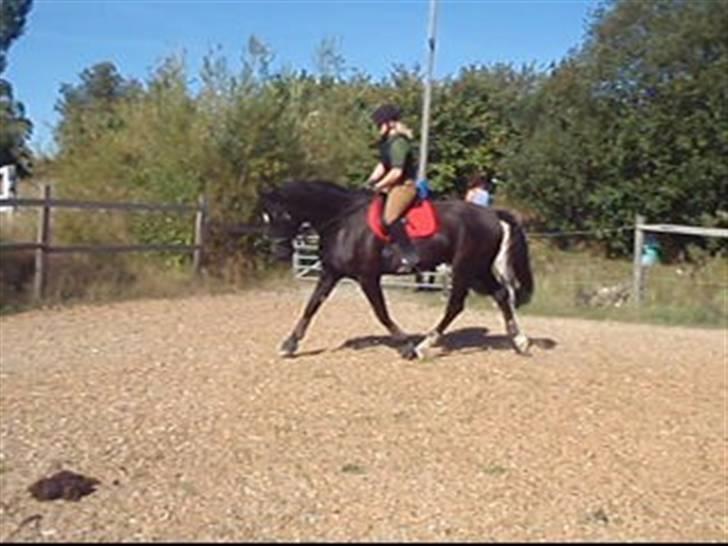 Dansk Varmblod Amazing Magic billede 12