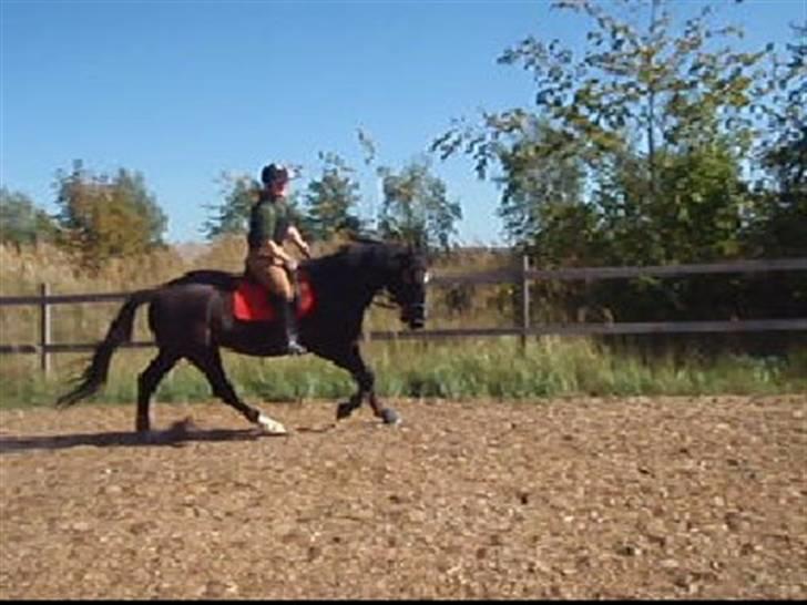 Dansk Varmblod Amazing Magic billede 13