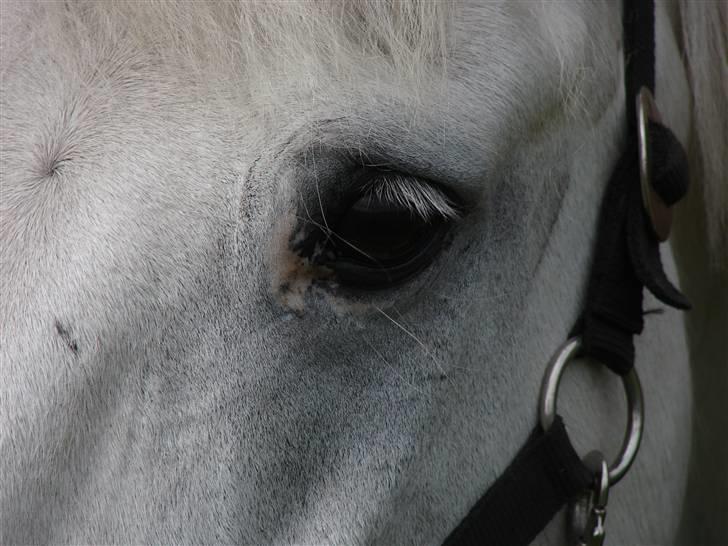 Anden særlig race Speedy Gonzales SOLGT! billede 11